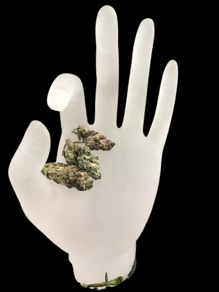 Cheeky Sunset – Hybrid (Greenhouse Bud)