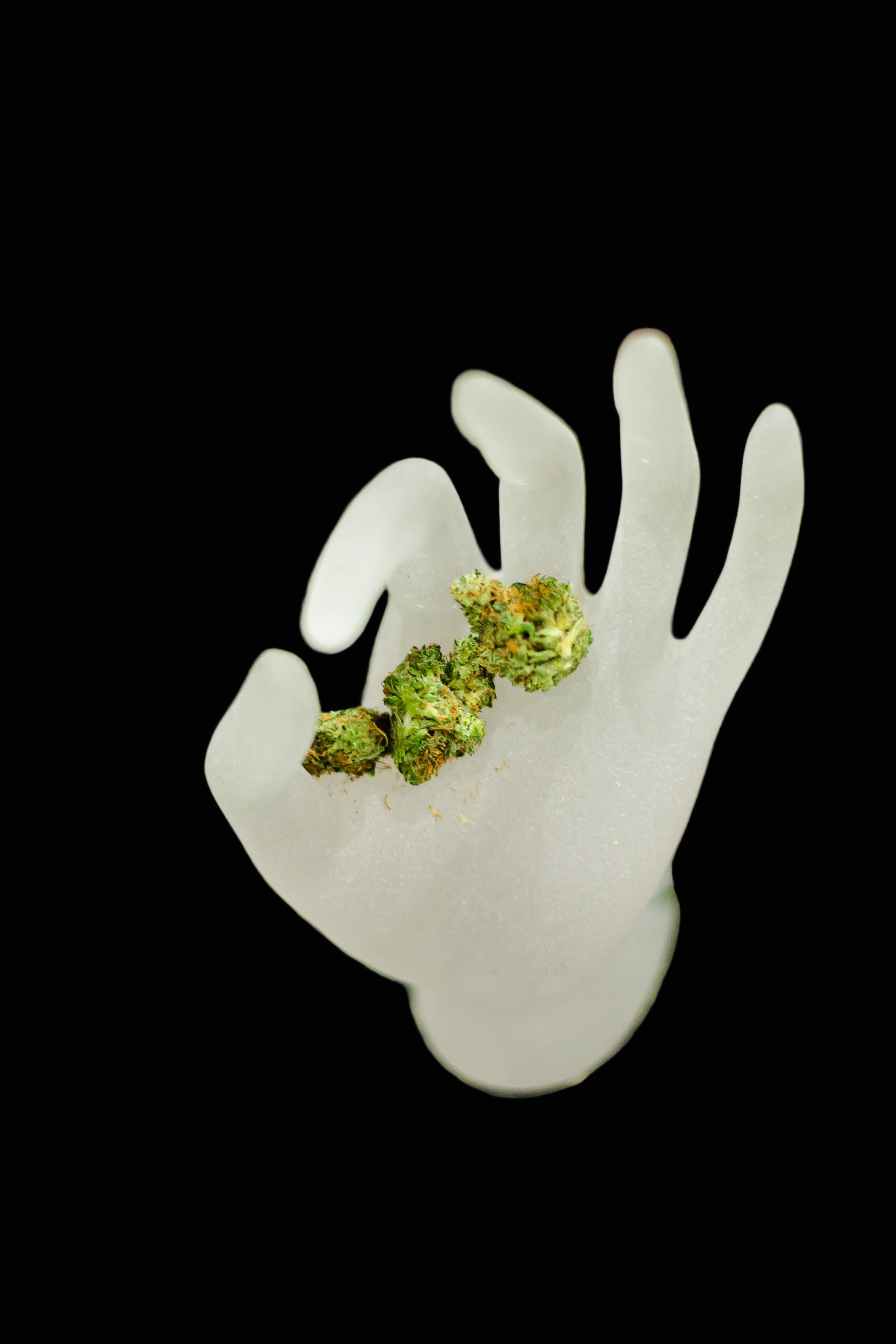 White plastic hand holding cannabis buds on a grassy background