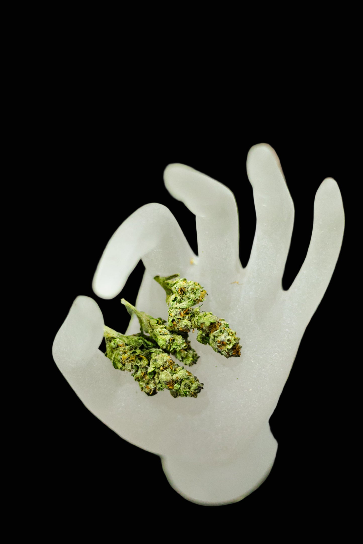 White plastic hand holding green cannabis buds on a grassy background